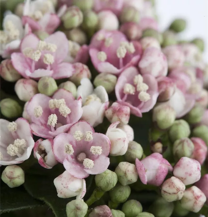 Viburnum tinus 'Eve Price'