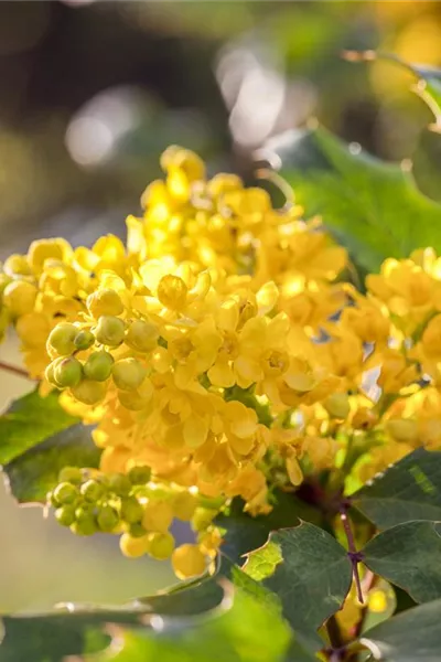 Mahonia aquifolium 'Apollo'