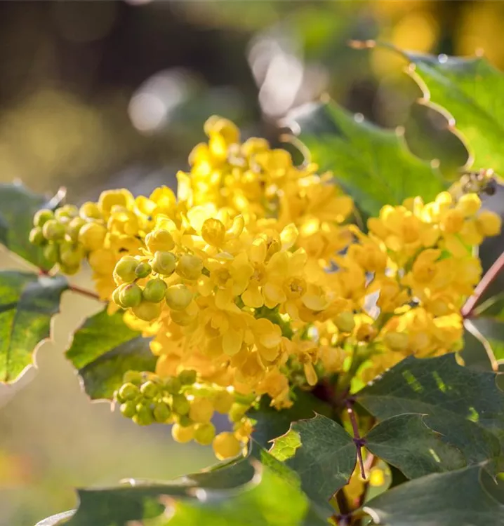 Mahonia aquifolium 'Apollo'