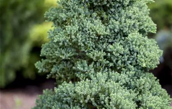 Juniperus procumbens 'Nana'