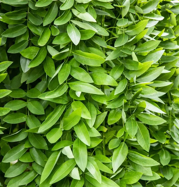 Sophora japonica 'Pendula'