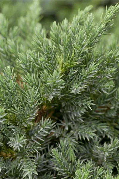 Juniperus squamata 'Blue Carpet'