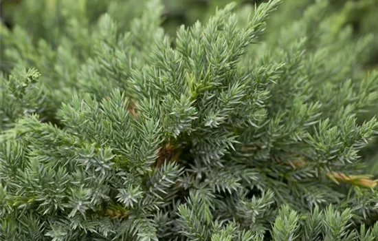 Juniperus squamata 'Blue Carpet'