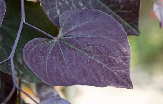 Cercis canadensis 'Ruby Falls'