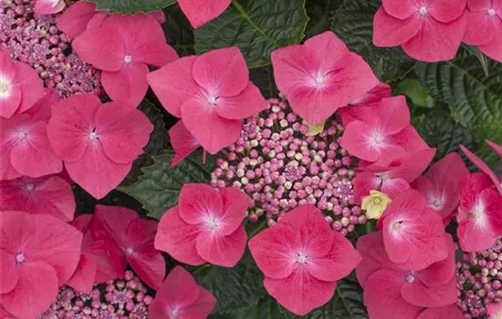 Hydrangea macrophylla 'Lady in Red'