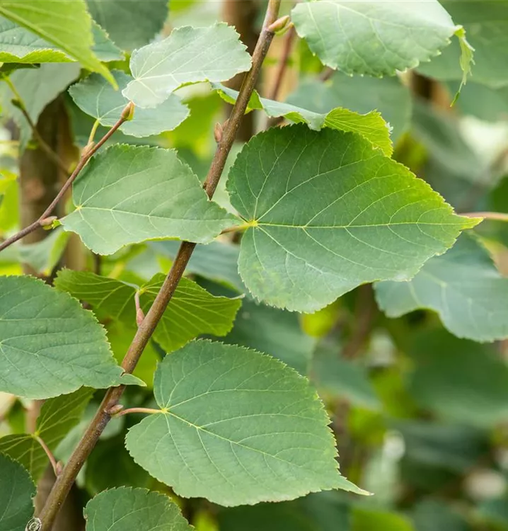 Tilia cordata 'Greenspire'