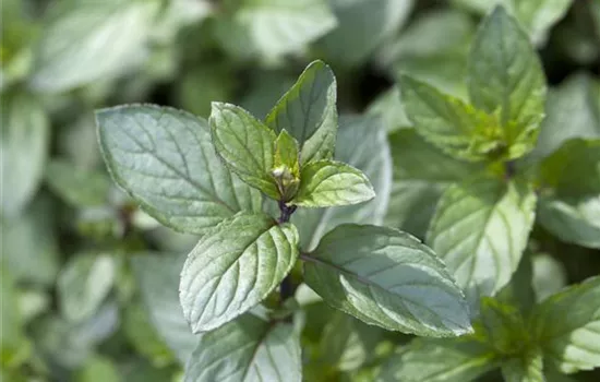 MENTHA x piperita 'After Eight'