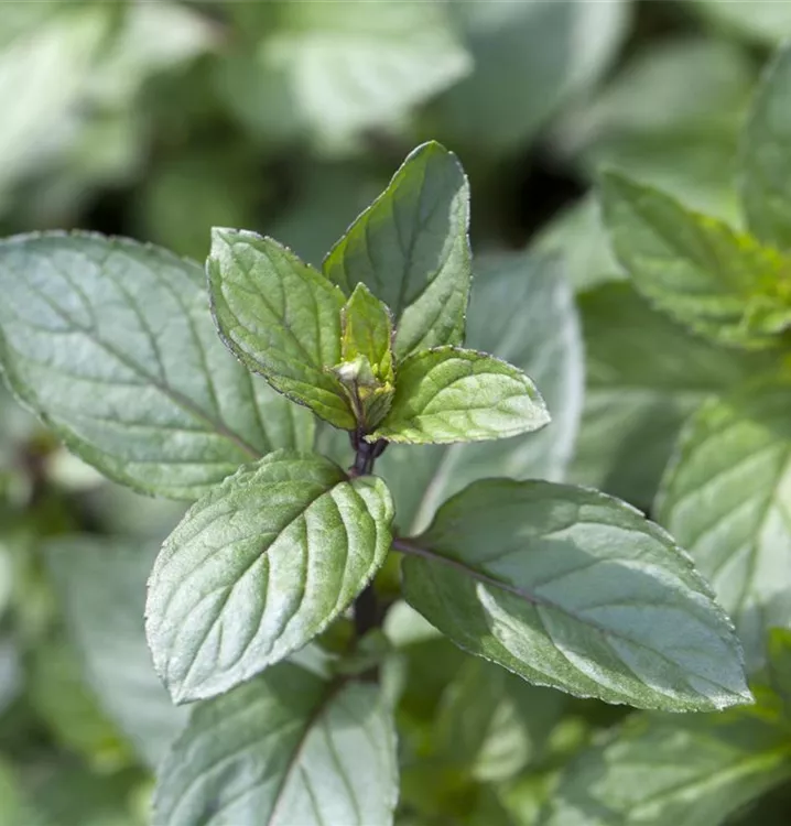 MENTHA x piperita 'After Eight'