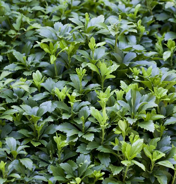 Pachysandra terminalis 'Green Carpet' 