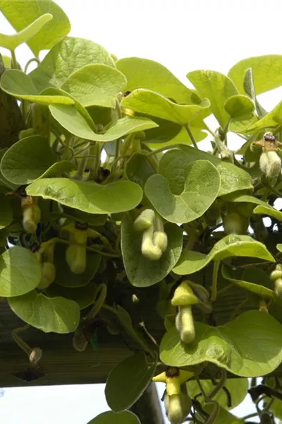 Aristolochia macrophylla