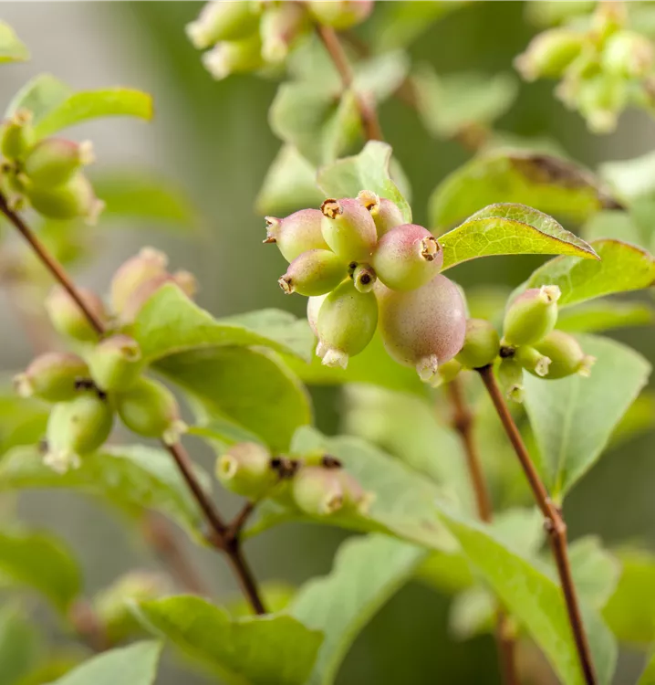 Symphoricarpos doorenbosii 'Magic Berry'