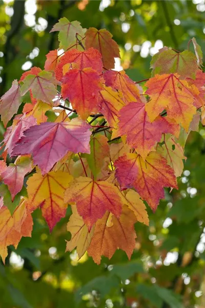 Acer rubrum