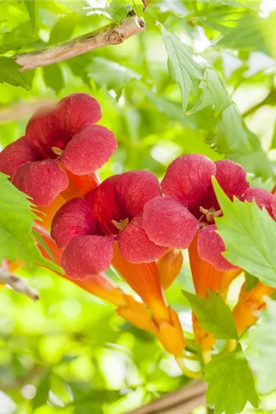 Campsis radicans 'Flamenco'