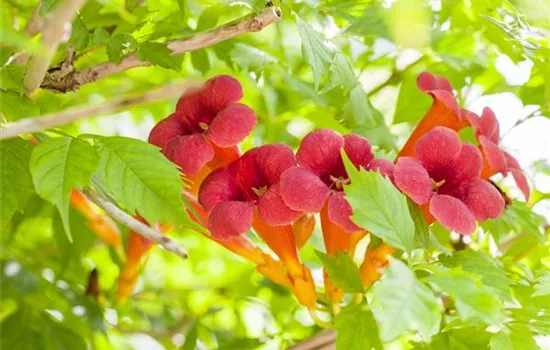 Campsis radicans 'Flamenco'