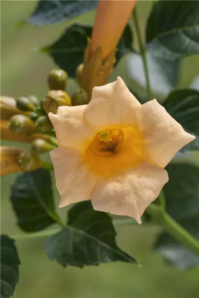 Campsis radicans 'Flava'