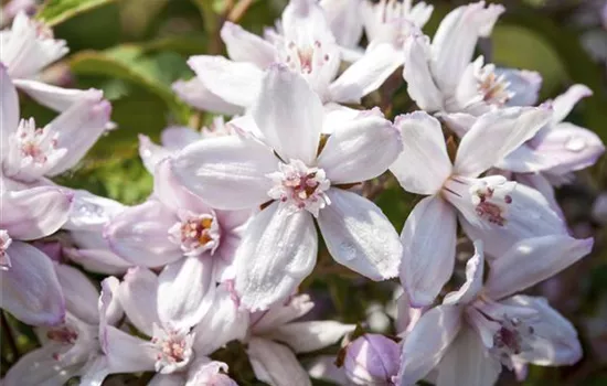 Deutzia hybrida 'Mont Rose'