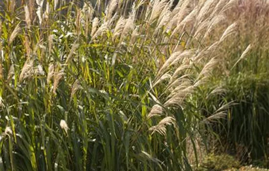 Miscanthus sinensis 'Adagio'