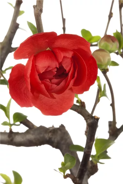 Chaenomeles 'Friesdorfer Typ 205'