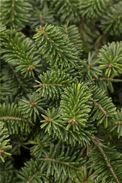 Abies balsamea 'Nana'