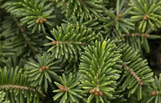 Abies balsamea 'Nana'