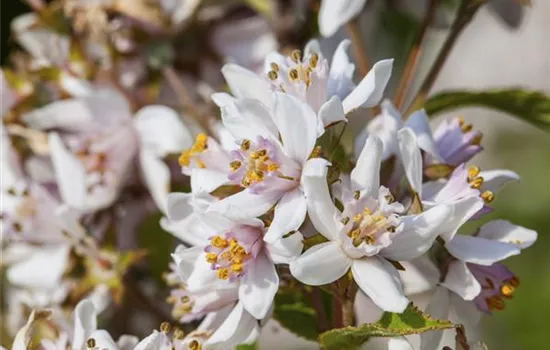 Deutzia kalmiiflora