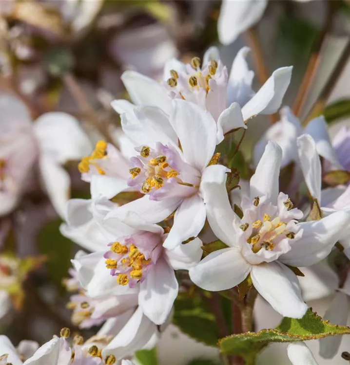 Deutzia kalmiiflora