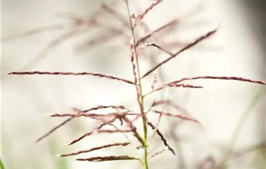 Miscanthus sinensis 'Ferner Osten'