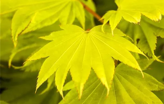 Acer shirasawanum 'Aureum'