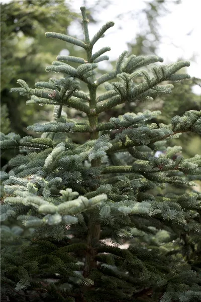 Abies concolor