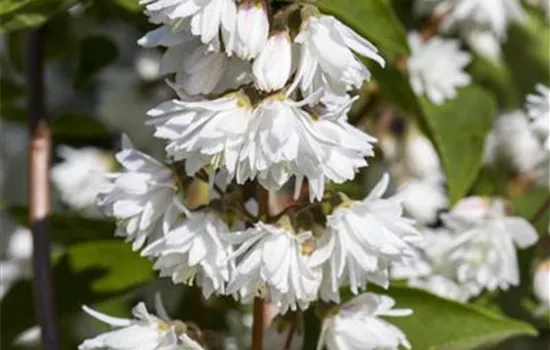 Deutzia magnifica