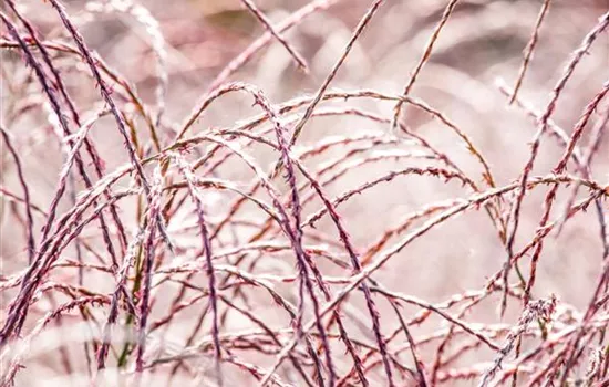 Miscanthus sinensis 'Flamingo'