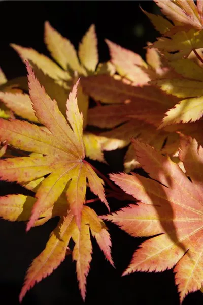 Acer shirasawanum 'Autumn Moon'