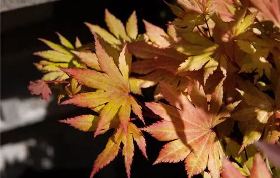 Acer shirasawanum 'Autumn Moon'