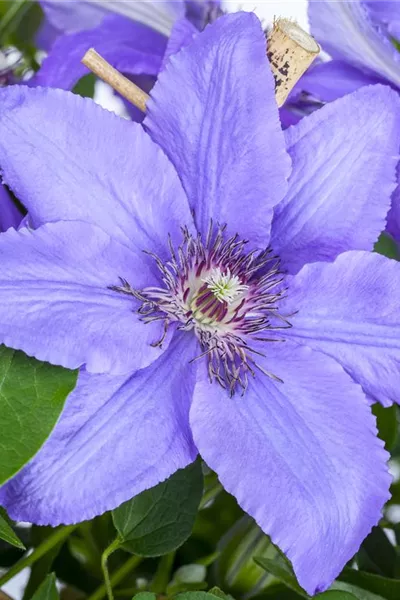 Clematis 'Fujimusume'