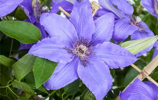 Clematis 'Fujimusume'