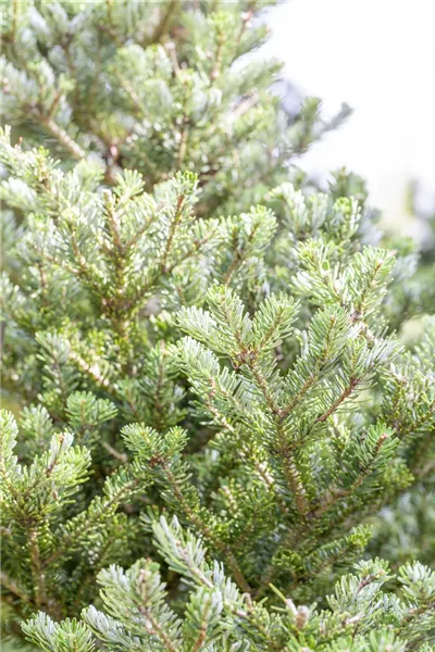 Abies koreana 'Sämling'