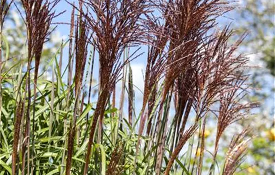 Miscanthus sinensis 'Ghana'