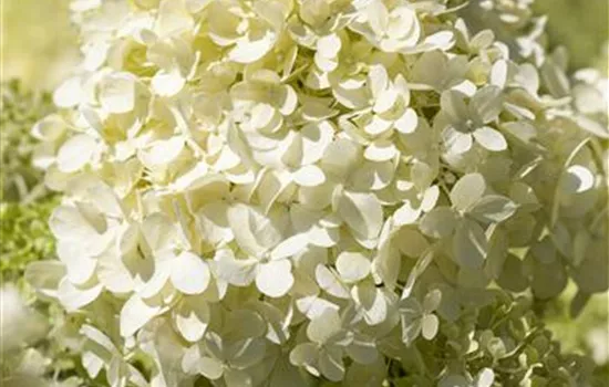 Hydrangea paniculata 'Bobo'