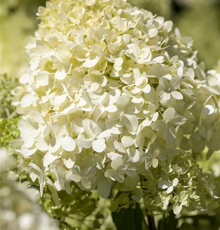 Hydrangea paniculata 'Bobo'