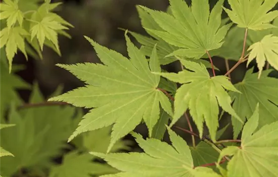 Acer shirasawanum 'Jordan'