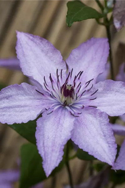 Clematis 'Hagley Hybrid'