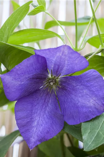 Clematis 'Jackmanii'