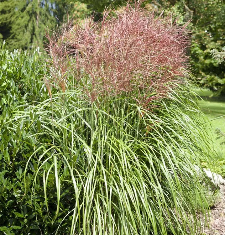 Miscanthus sinensis 'Große Fontäne'