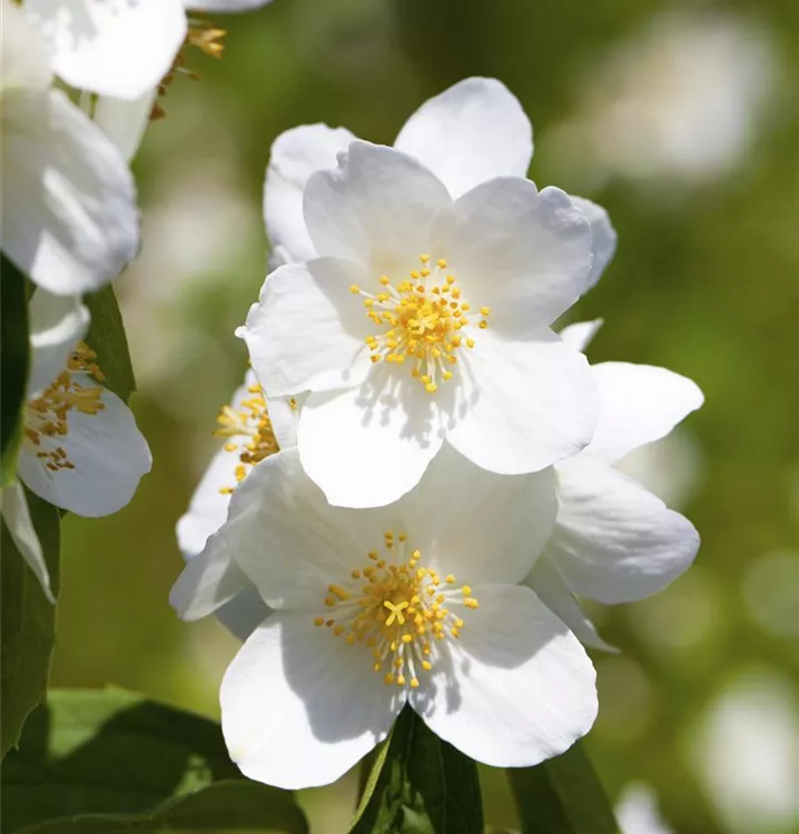 Philadelphus 'Belle Etoile'