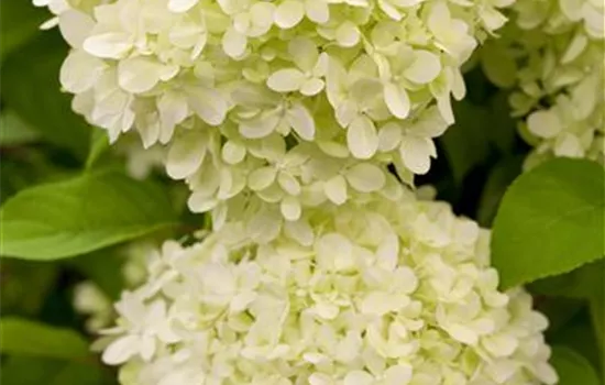 Hydrangea paniculata 'Limelight'