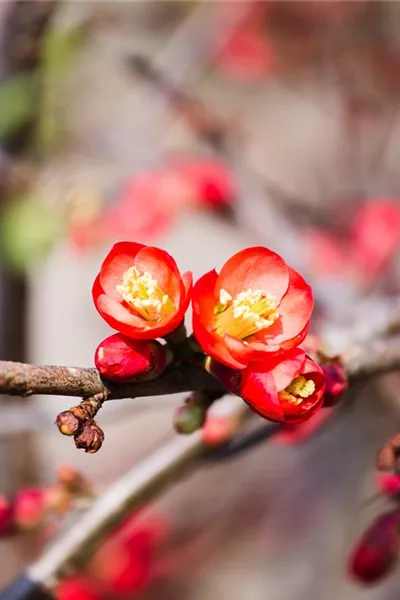 Chaenomeles 'Crimson and Gold'