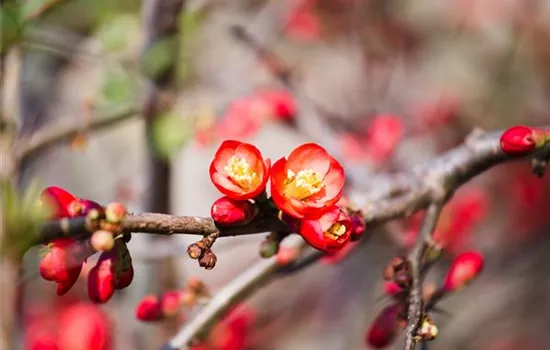 Chaenomeles 'Crimson and Gold'