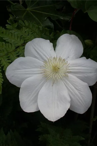 Clematis 'Madame Le Coultre'