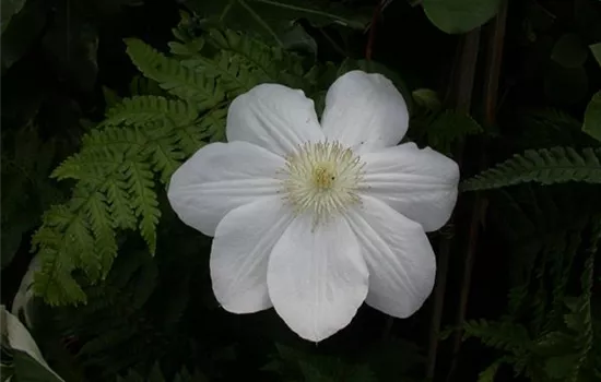 Clematis 'Madame Le Coultre'