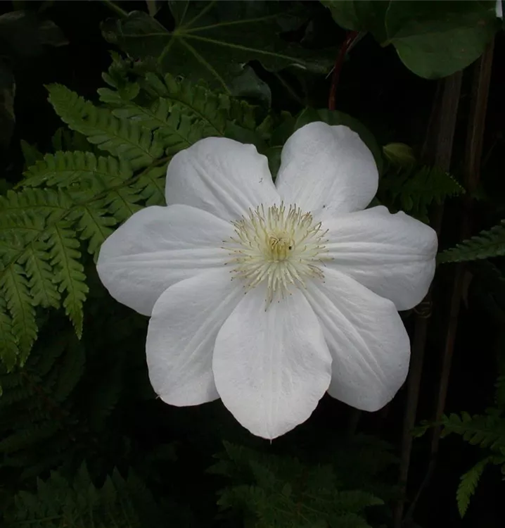 Clematis 'Madame Le Coultre'